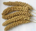 Spray Golden Millet-3 pack - SEEDS